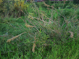 Homonoia riparia in the Mekong river, fruiting defoliate branches, Jinghong city, Xishuangbanna, China