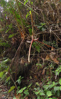 Hornstedtia scyphifera, sympodial rhizome maintained above the soil by long rigid adventitious roots, front view, Fraser&#039;s Hill, Malaysia