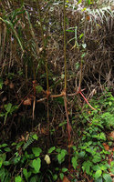 Hornstedtia scyphifera, sympodial rhizome maintained well above the soil by long rigid adventitious roots, Fraser&#039;s Hill, Malaysia