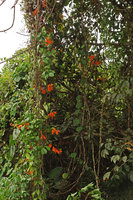 Hosea lobbii climbing on trees at forest edges, Kota Samarahan, Kuching, Borneo