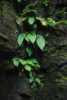 Hosta in a Shikoku South East waterfall