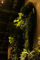 Hotel Icon Vertical Garden, transparency at night through Polypodium and Philodendron leaves, Hong Kong