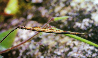 Streptocarpus (syn. Hovanella and Didymocarpus) vestitus, boat shaped capsule allowing rain seed dispersal, Mantadia, Madagascar