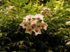 Hoya bella flower close-up, Sofitel Palm Jumeirah, Dubai