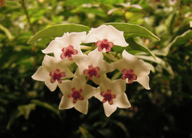 Hoya bella flower detail, Sofitel Palm Jumeirah, Dubai