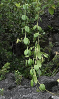 Hoya coronaria flowering on freely hanging stem, Piaynemo, Raja Ampat, Papua