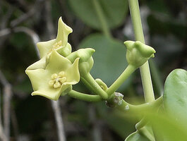 Hoya coronaria, Piaynemo, Raja Ampat, Papua