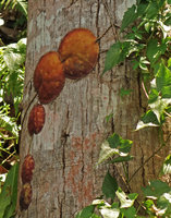 Hoya imbricata, brown cryptic leaves appressed along a tree trunk, Tomohon, North Sulawesi