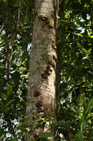 Hoya imbricata climbing along a tree trunk, brown cryptic leaves, Tomohon, North Sulawesi