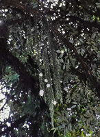 Hoya linearis, blooming stems freely hanging from mossy branches, Pelling, Sikkim, India
