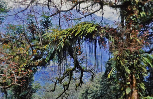 Hoya linearis, freely hanging lateral stems issued from main stems creeping along mossy tree branch, Pelling, Sikkim, India