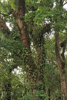 Hoya sp., climbing as an epiphyte along the trunk of a flowering Engelhardtia spicata, Bromo Tengger Semeru NP, Java