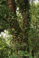 Hoya sp., climbing as an epiphyte along the trunk of Engelhardtia spicata, Bromo Tengger Semeru NP, Java