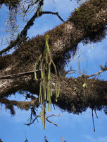 Huperzia ophioglossoides epiphytic on mossy Astropanax (syn. Schefflera) abyssinicus branch, Harenna forest, 2300 m asl, Bale NP, Ethiopia