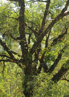 Huperzia squarrosa, Davallia denticulata and other epiphytic Ferns and Orchids, Bromo Tengger Semeru NP, Java