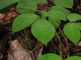 Hydathodes secreting water at the leaf edges of a Ampelocissus elegans, Gunung Ledang, Johore, Malaysia
