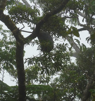 Hydnophytum grandiflorum, epiphytic with huge tuber and branched leafy stems, Des Voeux peak, Taveuni, Fiji, Aug. 2016