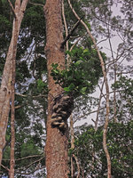 Hydnophytum radicans individual epiphytic on a a Gymnostoma papuanum trunk, Varirata NP, Papua New Guinea
