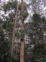 Hydnophytum radicans individuals along a Gymnostoma papuanum trunk, Varirata NP, Papua New Guinea