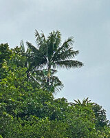 Hydriastele procera and Pandanus dubius on karst outcrop, Fam Islands, Raja Ampat, West Papua 