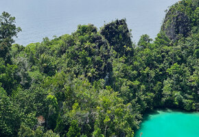 Hydriastele procera emerging from forest canopy on karst outcrops, Fam Islands, Raja Ampat, West Papua 