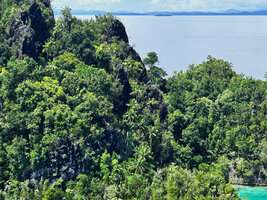 Hydriastele procera emerging from low forest on almost vertical karst, Fam Islands, Raja Ampat, West Papua 