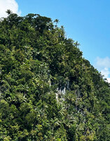 Hydriastele procera, dense population on slopes and top ridge of a karst hill, Waigeo, Raja Ampat, West Papua 