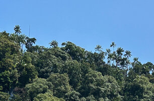 Hydriastele procera, dense population on top ridge of a karst hill with one tall dead individual, Waigeo, Raja Ampat, West Papua 