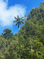 Hydriastele procera emerging from forest on karst, Fam Islands, Raja Ampat, West Papua 