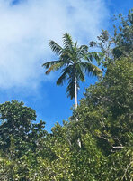 Hydriastele procera emerging from karst vegetation, Waigeo, Raja Ampat, West Papua