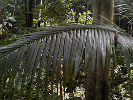 Hydriastele procera, leaf  in forest understory, Piaynemo, Fam Islands, Raja Ampat, West Papua 