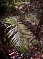 Hydriastele procera, leaf of a young individual in forest understory, Piaynemo, Fam Islands, Raja Ampat, West Papua 