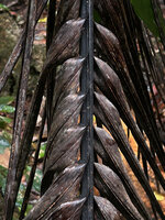 Hydriastele procera, old decaying leaf, Waigeo, Raja Ampat, West Papua
