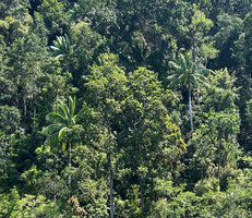 Hydriastele procera on forested karst slopes, Waigeo, Raja Ampat, West Papua