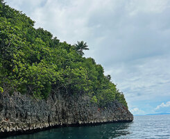 Hydriastele procera on karst, Fam Islands, Raja Ampat, West Papua 