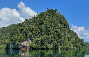 Hydriastele procera on slopes and top ridge of a karst hill, Waigeo, Raja Ampat, West Papua 
