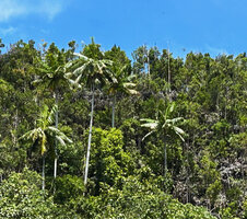 Hydriastele procera, slightly ventricose stipe, Waigeo, Raja Ampat, West Papua
