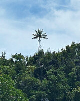 Hydriastele procera with two inflorescences emerging from forest on karst ridge, Fam Islands, Raja Ampat, West Papua 