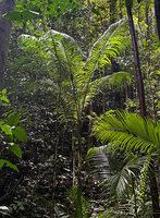 Hydriastele procera, young individuals in forest understory, Piaynemo, Fam Islands, Raja Ampat, West Papua 