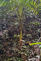 Hydriastele procera, young individual stipe and base of petioles, Piaynemo, Fam Islands, Raja Ampat, West Papua