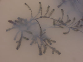 Hydrilla verticillata, Songkhla, Thailand