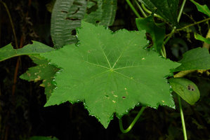 Hydrocotyle humboldtii, hydathodes excreting water at the periphery of the leaf blade, Chicaque, Soacha, Colombia