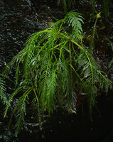 Hydrostachys angustisecta, an individual firmly fixed to the vertical cliff, Prince Bernhard waterfall, Udzungwa NP, Tanzania