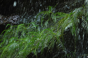 Hydrostachys angustisecta firmly fixed to the vertical cliff, Prince Bernhard waterfall, Udzungwa NP, Tanzania