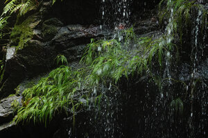 Hydrostachys angustisecta in the spray of a small cataract, Prince Bernhard waterfall, Udzungwa NP, Tanzania