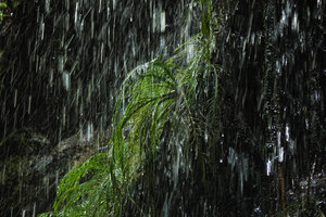 Hydrostachys angustisecta, leaves emerging from the tightly fixed base of the plant, Prince Bernhard waterfall, Udzungwa NP, Tanzania