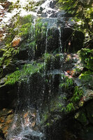 Hydrostachys angustisecta, population in cataracts, Prince Bernhard waterfall, Udzungwa NP, Tanzania