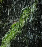 Hydrostachys angustisecta under continuous water spray, Prince Bernhard waterfall, Udzungwa NP, Tanzania