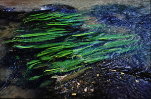 Hydrostachys cf. imbricata in rheophytic habitat, Ranomafana, MadagascarHydrostachys cf. imbricata in rheophytic habitat, Ranomafana, Madagascar