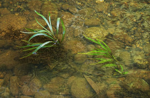 Hygrophila costata as a submerged and partly emersed rheophyte in its fast flowing stream habitat, San Ignacio, Belize